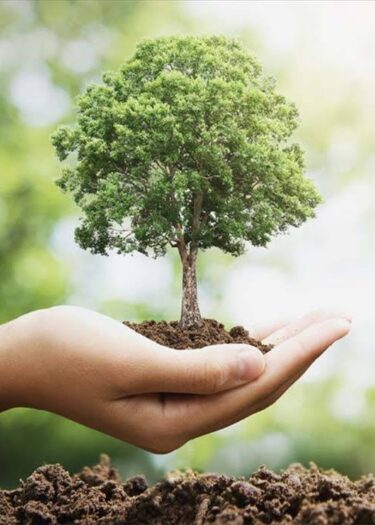 forest_tree_saudi forest_tree_saudi