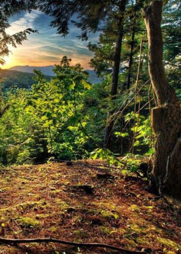 forest_tree_saudi_ksa forest_tree_saudi_ksa
